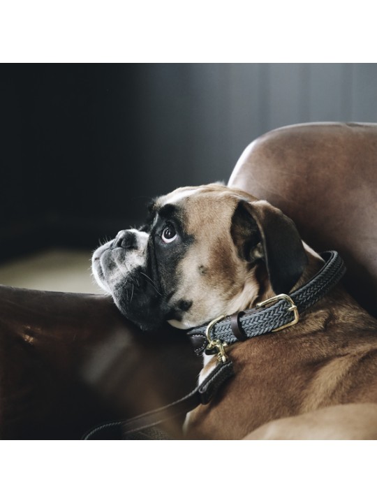 Collier pour chien en nylon tressé