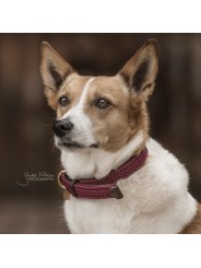 Collier pour chien en nylon tressé