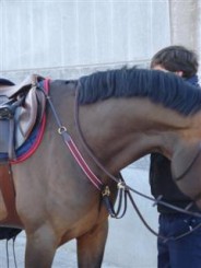 Collier de chasse élastique avec martingale