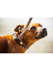 Collier pour chien avec surpiqure décorative Dyon