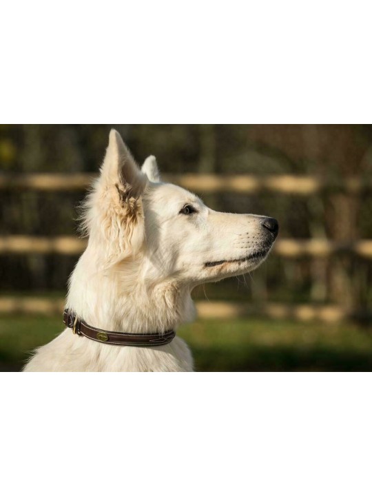 Collier pour chien avec surpiqure décorative Dyon