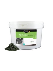 Spiruline Vermicelles